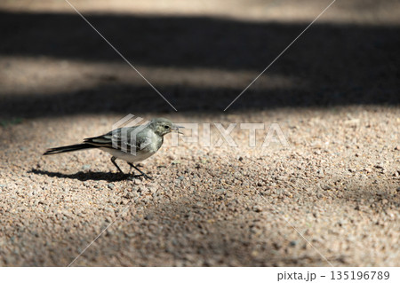 Small Gray Bird Stands on Sunlit Gravel Pathway in Dappled Light Small Gray Bird Stands on Sunlit Gravel Pathway in Dappled Light 135196789