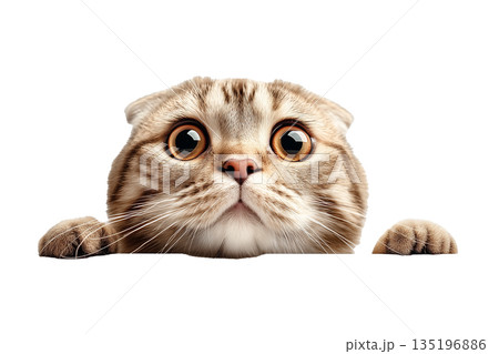 顔を覗かせるスコティッシュフォールド(png) 135196886