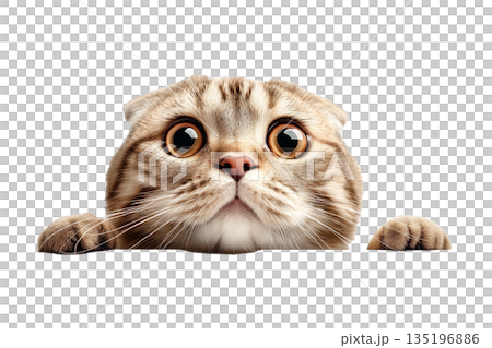 顔を覗かせるスコティッシュフォールド(png) 135196886