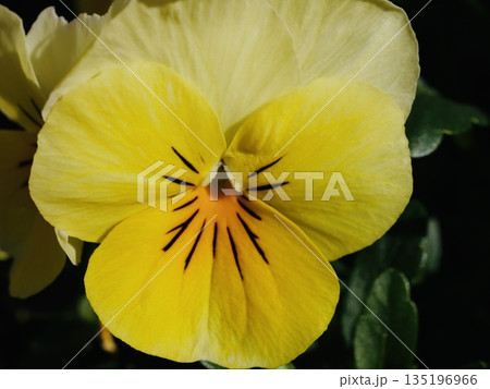 黄色いパンジーの花 クローズアップ 135196966