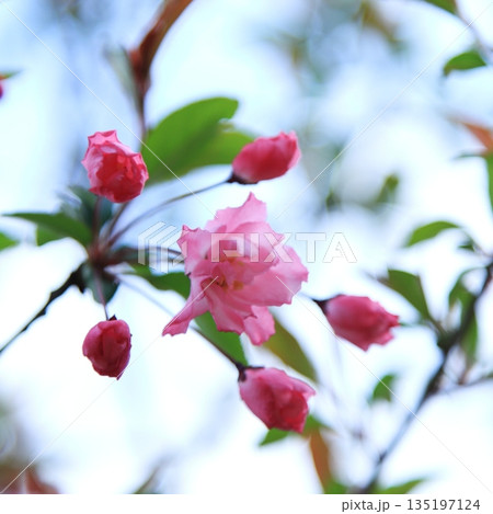 春の日差しを浴びて咲く満開のハナカイドウ 135197124