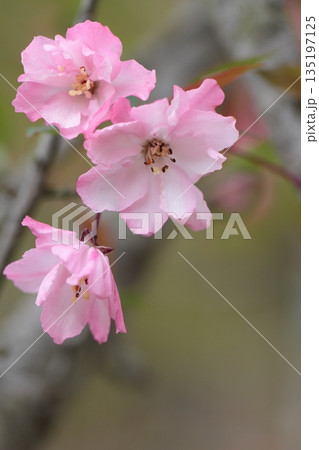 美しいハナカイドウ 135197125