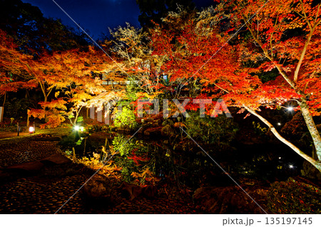 長岡天満宮紅葉ライトアップ 長岡天満宮紅葉ライトアップ 135197145