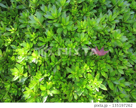 ツツジの葉のアップ 135197262