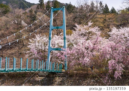 山梨県　道志川のかっぱ橋と桜 135197359