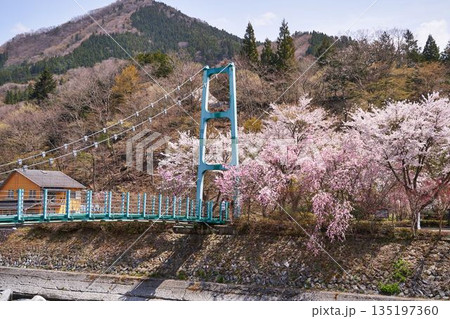 山梨県 道志川のかっぱ橋と桜 山梨県 道志川のかっぱ橋と桜 135197360