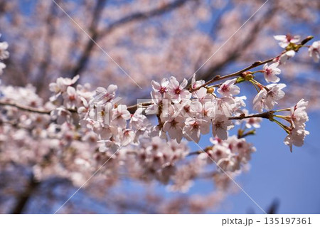 山梨県 道志村の桜 山梨県 道志村の桜 135197361