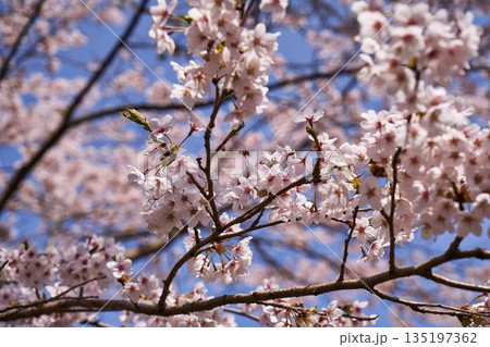 山梨県 道志村の桜 山梨県 道志村の桜 135197362