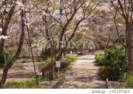 山梨県　道志村の桜 135197363