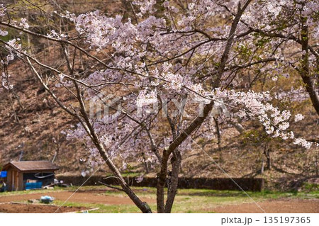 山梨県　道志村の桜 135197365