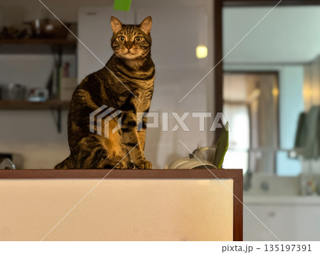 キッチンに堂々と座る猫 135197391