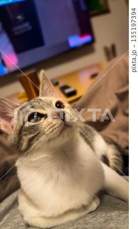 リビングでくつろぐ子猫 135197394