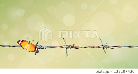 Butterfly on old barb wire have blurred natural green and bokeh background graphic illustrated have blank space. Butterfly on old barb wire have blurred natural green and bokeh background graphic illustrated have blank space. 135197436