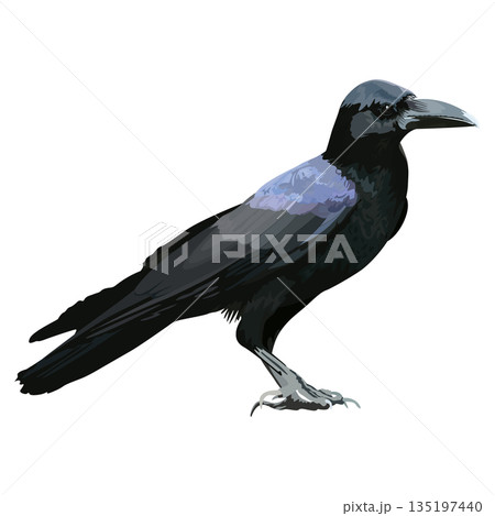 Black crow isolated side view graphic illustrated. Black crow isolated side view graphic illustrated. 135197440