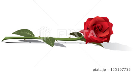 Bouquet of red rose flower isolated on white background minimalist graphic illustration. Bouquet of red rose flower isolated on white background minimalist graphic illustration. 135197753
