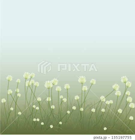 Grass flowers side view minimalist landscape graphic illustrated with thick fog background have blank space. 135197755