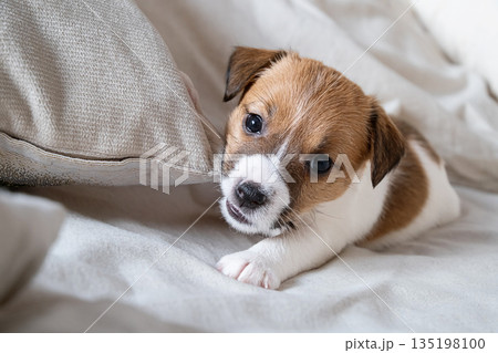 Small puppy dog playfully chewing on pillow. Small puppy dog playfully chewing on pillow. 135198100