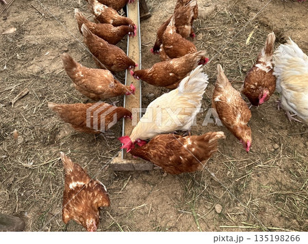 鶏 135198266