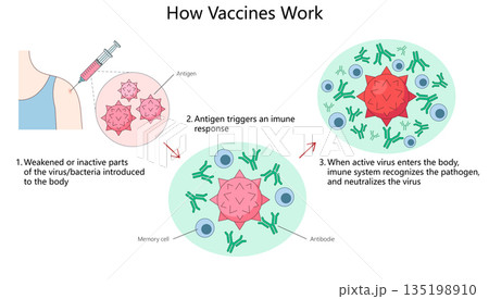How vaccines protect the body from viruses vector How vaccines protect the body from viruses vector 135198910