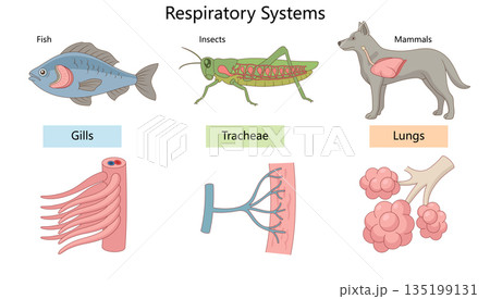 Comparison of respiratory systems in animals Comparison of respiratory systems in animals 135199131