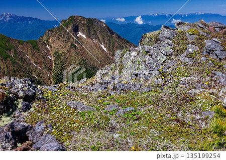 高山植物咲く八ヶ岳連峰・横岳から見る阿弥陀岳と中央アルプス 高山植物咲く八ヶ岳連峰・横岳から見る阿弥陀岳と中央アルプス 135199254