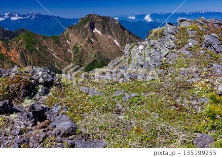 高山植物咲く八ヶ岳連峰・横岳から見る阿弥陀岳と中央アルプス 135199255