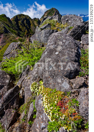 高山植物咲く八ヶ岳連峰・横岳稜線から見る赤岳 高山植物咲く八ヶ岳連峰・横岳稜線から見る赤岳 135199259
