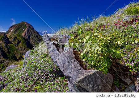 高山植物咲く八ヶ岳連峰・横岳稜線から見る赤岳 高山植物咲く八ヶ岳連峰・横岳稜線から見る赤岳 135199260