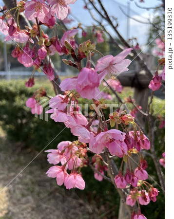 ピンク色の花を咲かせた公園の桜 135199310