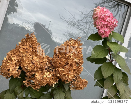 A vibrant hydrangea bloom with lush, colorful petals in shades of blue and pink. This elegant flower symbolizes beauty and grace, perfect for gardens, bouquets, or floral decor. 135199377