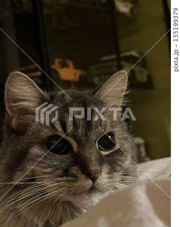 A cat with a sleek coat and playful personality, lounging in a sunny spot. Perfect for pet photography, showcasing the charm and beauty of local feline companions at home. 135199379