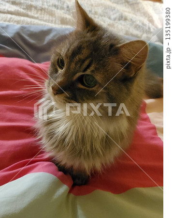 A cat with a sleek coat and playful personality, lounging in a sunny spot. Perfect for pet photography, showcasing the charm and beauty of local feline companions at home. 135199380