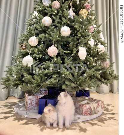 A cat with a sleek coat and playful personality, lounging in a sunny spot. Perfect for pet photography, showcasing the charm and beauty of local feline companions at home. 135199391