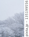 冬景色の森 135199556