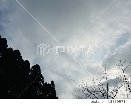 モノクロームの風景、木々と鳥 モノクロームの風景、木々と鳥 135199714