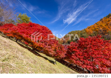 長野県上伊那郡箕輪町東箕輪　紅葉の名所もみじ湖（箕輪ダム）末広広場斜面の鮮やかなモミジ 135199721
