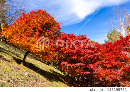長野県上伊那郡箕輪町東箕輪 紅葉の名所もみじ湖(箕輪ダム)末広広場斜面の鮮やかなモミジ 長野県上伊那郡箕輪町東箕輪 紅葉の名所もみじ湖(箕輪ダム)末広広場斜面の鮮やかなモミジ 135199722