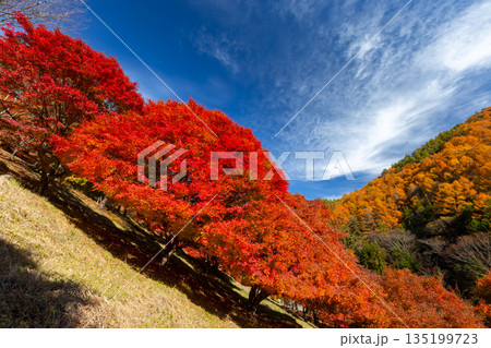 長野県上伊那郡箕輪町東箕輪 紅葉の名所もみじ湖(箕輪ダム)末広広場斜面の鮮やかなモミジ 長野県上伊那郡箕輪町東箕輪 紅葉の名所もみじ湖(箕輪ダム)末広広場斜面の鮮やかなモミジ 135199723