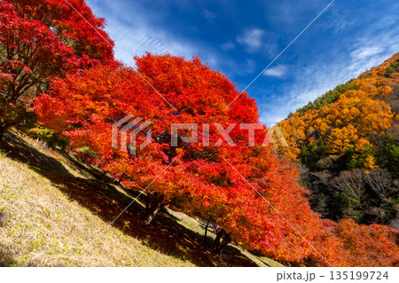 長野県上伊那郡箕輪町東箕輪 紅葉の名所もみじ湖(箕輪ダム)末広広場斜面の鮮やかなモミジ 長野県上伊那郡箕輪町東箕輪 紅葉の名所もみじ湖(箕輪ダム)末広広場斜面の鮮やかなモミジ 135199724