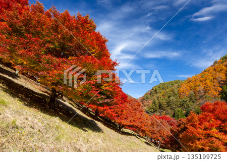 長野県上伊那郡箕輪町東箕輪 紅葉の名所もみじ湖(箕輪ダム)末広広場斜面の鮮やかなモミジ 長野県上伊那郡箕輪町東箕輪 紅葉の名所もみじ湖(箕輪ダム)末広広場斜面の鮮やかなモミジ 135199725