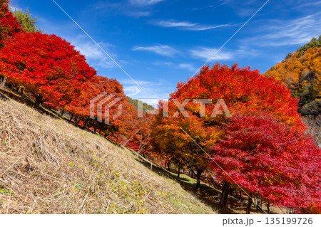 長野県上伊那郡箕輪町東箕輪　紅葉の名所もみじ湖（箕輪ダム）末広広場斜面の鮮やかなモミジ 135199726