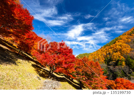長野県上伊那郡箕輪町東箕輪 紅葉の名所もみじ湖(箕輪ダム)末広広場斜面の鮮やかなモミジ 長野県上伊那郡箕輪町東箕輪 紅葉の名所もみじ湖(箕輪ダム)末広広場斜面の鮮やかなモミジ 135199730
