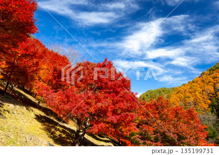 長野県上伊那郡箕輪町東箕輪　紅葉の名所もみじ湖（箕輪ダム）末広広場斜面の鮮やかなモミジ 135199731