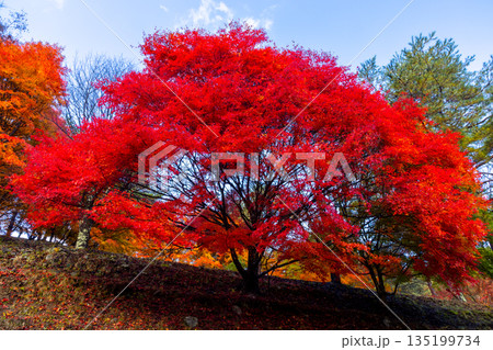 長野県上伊那郡箕輪町東箕輪　紅葉の名所もみじ湖（箕輪ダム）末広広場斜面の鮮やかなモミジ 135199734