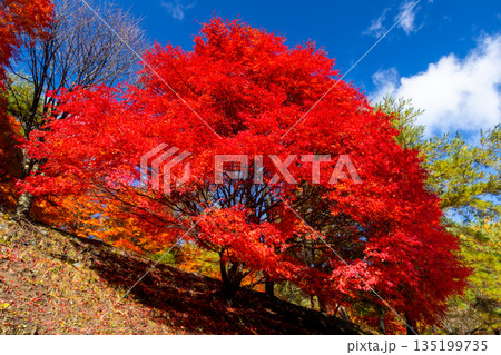 長野県上伊那郡箕輪町東箕輪 紅葉の名所もみじ湖(箕輪ダム)末広広場斜面の鮮やかなモミジ 長野県上伊那郡箕輪町東箕輪 紅葉の名所もみじ湖(箕輪ダム)末広広場斜面の鮮やかなモミジ 135199735