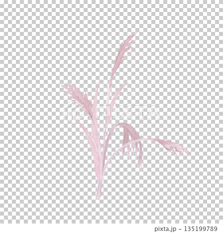 Relaxed watercolor sea grass bouquet with loosely flowing stems and organic movement, painted in soft neutral blush tones, isolated on white background for modern surface design, editorial, branding. 135199789