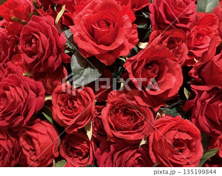 深紅のバラ 135199844