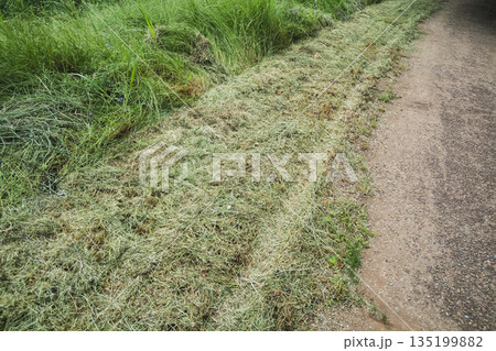 乗用草刈機の刈り跡 135199882