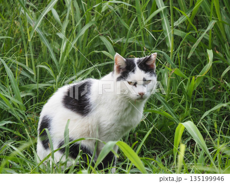 草むらに隠れている野良猫 草むらに隠れている野良猫 135199946