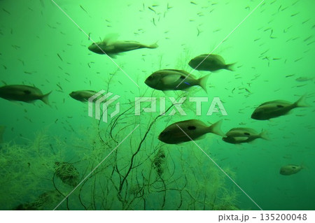 緑色の水中に生息する魚の群れと揺らめく水草 神秘的で幻想的な水中世界の生態系 135200048